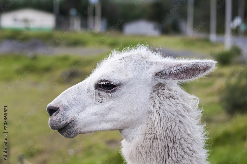 Portrait of a llama (Lama glama) / Portrait of a white llama (Lama glama) in the Andes.