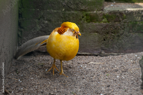 Yellow bird