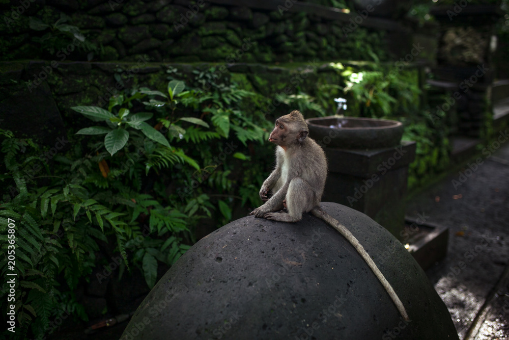 Monkey portrait from the Sacred Monkey Forest Sanctuary in Ubud, Bali, Indonesia.