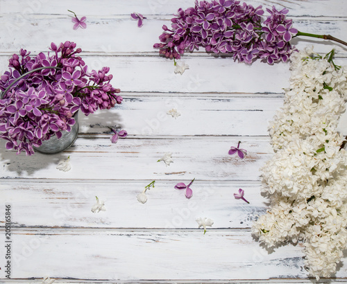 Flowers of lilac.White old background with space for text.Purple color.