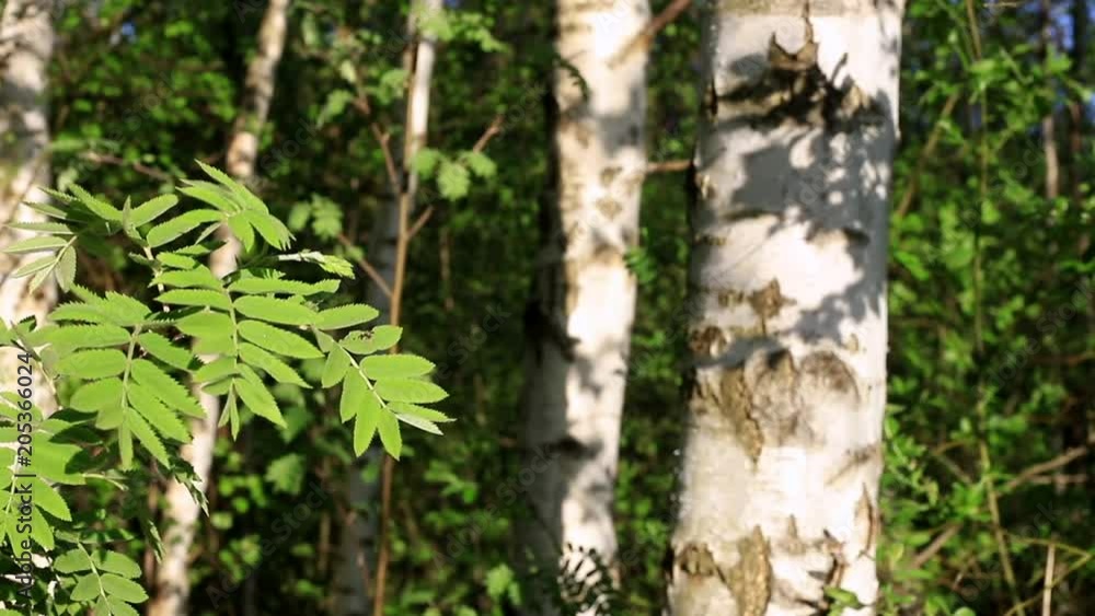 Birch tree with focus on green long pointy leaves blowing breeze. Birch tree with focus on green long pointy leaves blowing breeze.