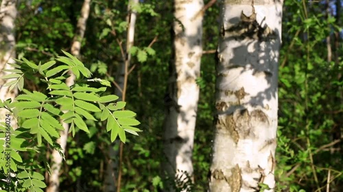 Birch tree with focus on green long pointy leaves blowing breeze. 