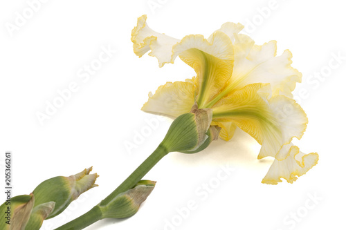 Fototapeta Naklejka Na Ścianę i Meble -  Yellow flower of iris, isolated on white background