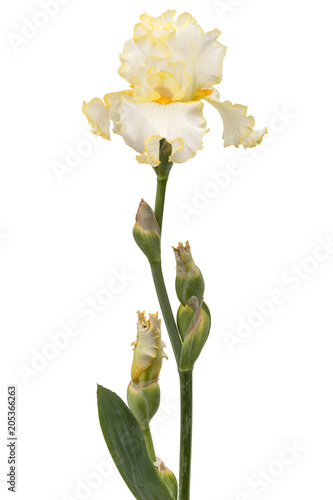 Fototapeta Naklejka Na Ścianę i Meble -  Yellow flower of iris, isolated on white background