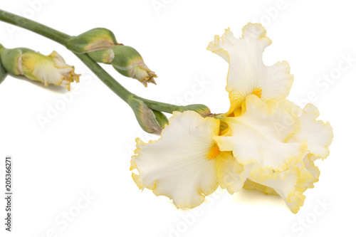 Fototapeta Naklejka Na Ścianę i Meble -  Yellow flower of iris, isolated on white background