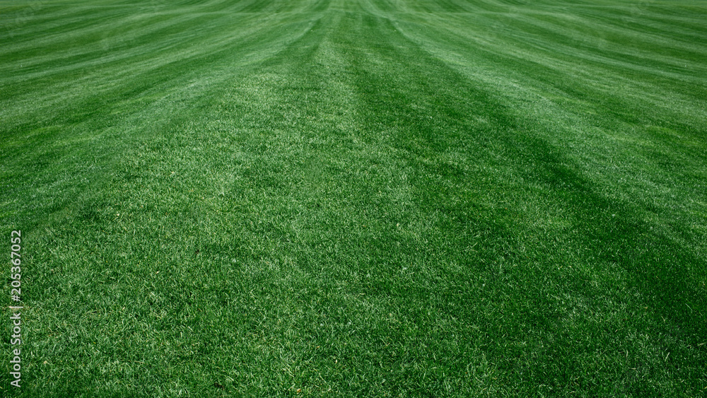 Full Frame golf course, green grass. grass background Golf Courses green lawn Full Frame golf course, green grass. grass background Golf Courses green lawn