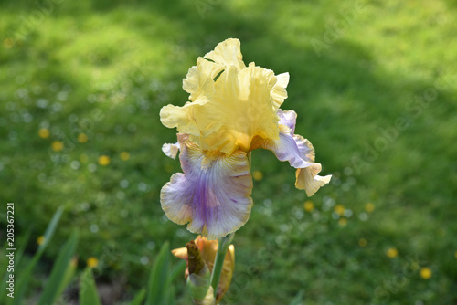 Fototapeta Naklejka Na Ścianę i Meble -  Iris jaune et bleu au jardin