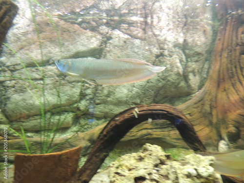 Fototapeta Naklejka Na Ścianę i Meble -  аквариумные рыбки