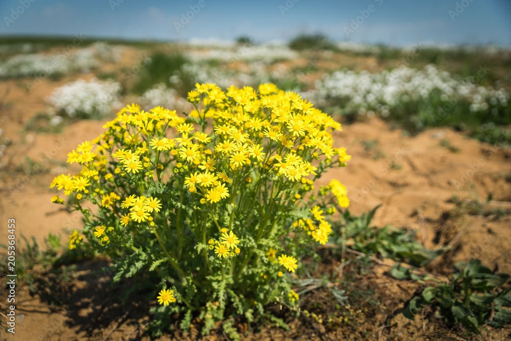 A yellow and a very poisonous plant for cattle
called Ragwort A yellow and a very poisonous plant for cattle
called Ragwort