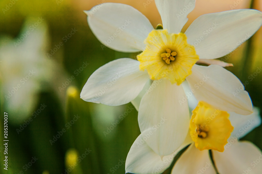 Blooming Narcissus daffodils. Flower bed jonquils with blurred bokeh background. Inspirational natural floral spring or summer blooming garden or park. Colorful blooming ecology nature landscape Blooming Narcissus daffodils. Flower bed jonquils with blurred bokeh background. Inspirational natural floral spring or summer blooming garden or park. Colorful blooming ecology nature landscape