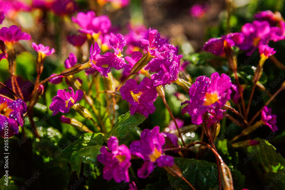 Primrose Primula with pink flowers. Inspirational natural floral spring or summer blooming garden or park under soft sunlight and blurred bokeh background. Colorful blooming ecology nature landscape Primrose Primula with pink flowers. Inspirational natural floral spring or summer blooming garden or park under soft sunlight and blurred bokeh background. Colorful blooming ecology nature landscape