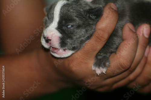 Newborn puppy are sleeping after dog nursing.