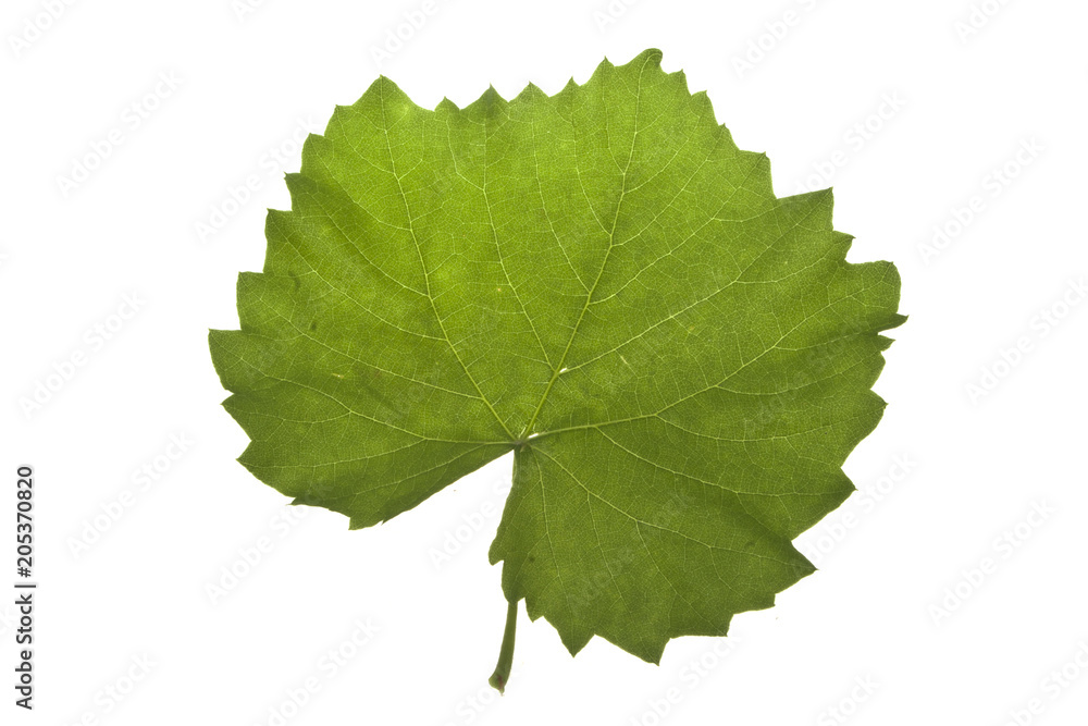 leaves of trees isolated on white background leaves of trees isolated on white background