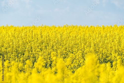 A yellow field of colza as far as the eye can see