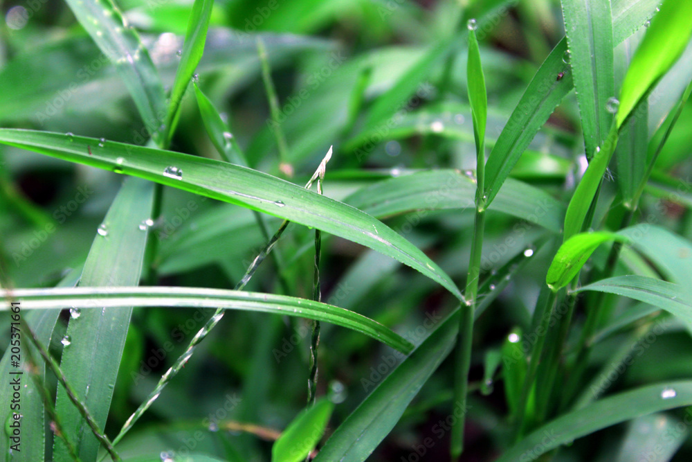 Dew drops on fresh spring grass on a morning Dew drops on fresh spring grass on a morning