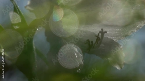 Panoramic shot of elegant white amaryllis with drops of water with colorful flecks of sunlight  in slow motion. Macro shot of beautiful and romantic flowers in the garden in sunny day. Shallow dof.
