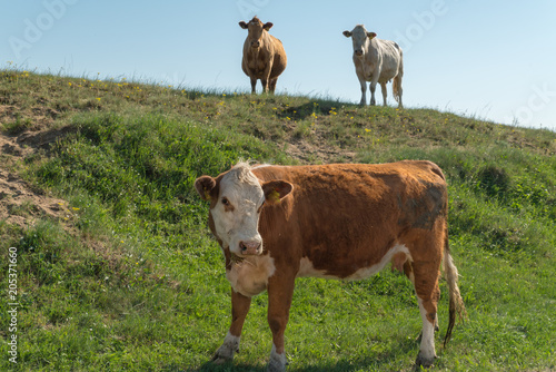 Fototapeta Naklejka Na Ścianę i Meble -  A cow staring at you