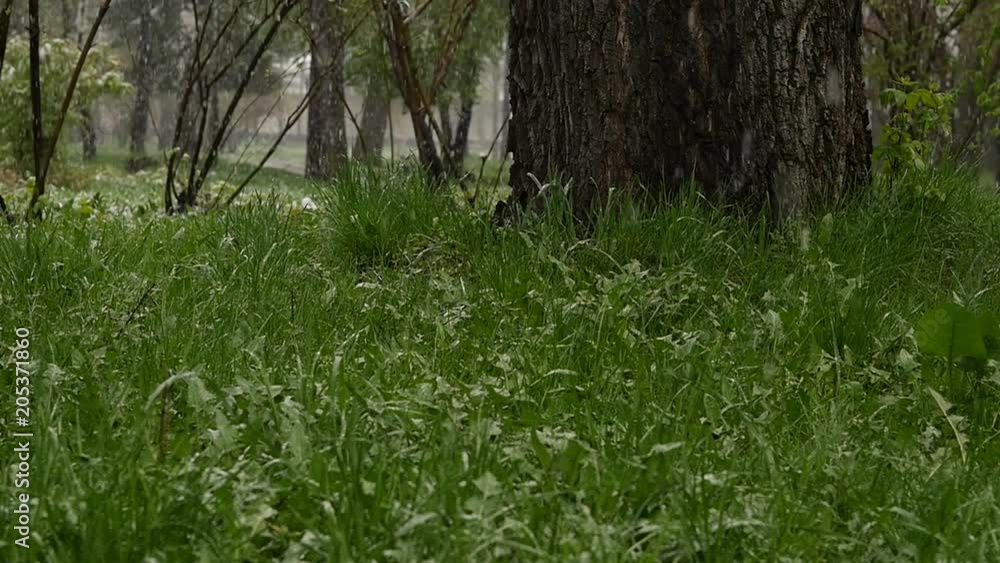 Snow falls on a green grass. Abnormal weather. Falling snow in a park with grass. slow motion Snow falls on a green grass. Abnormal weather. Falling snow in a park with grass. slow motion