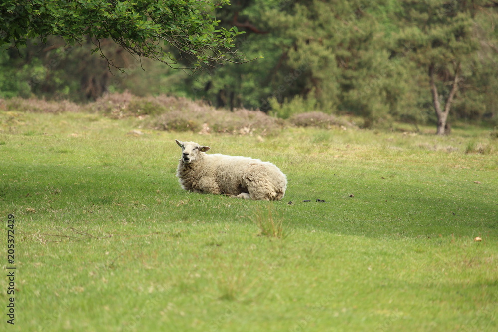 Grazing Sheep