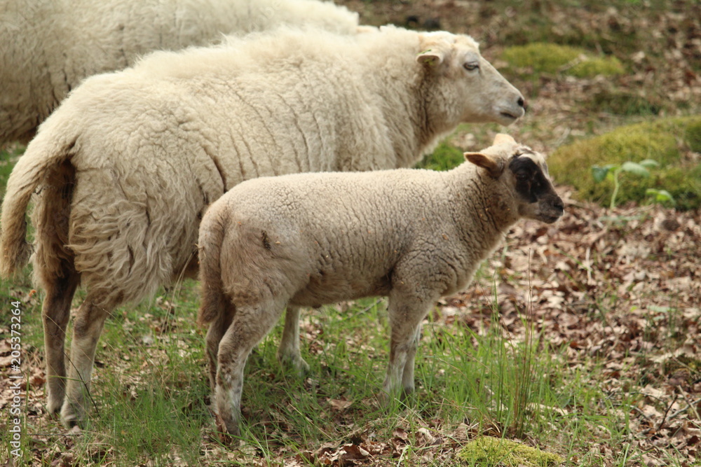 Grazing Sheep