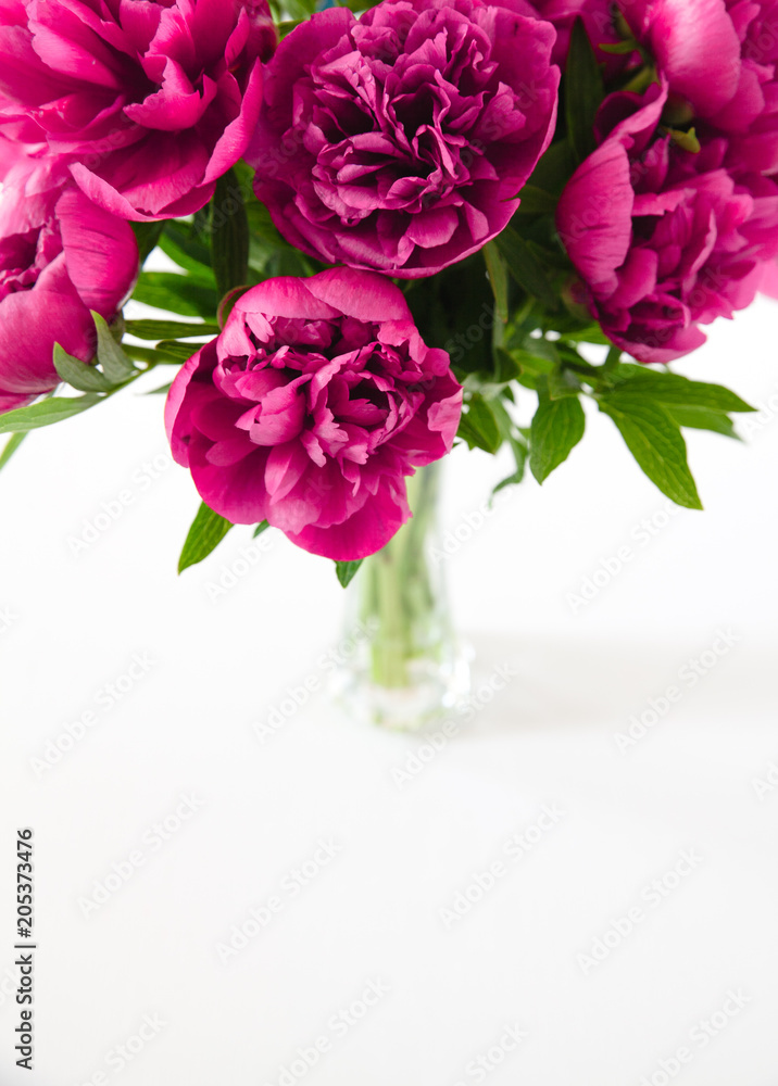 Red peonies in vase on white background