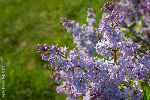 Lilac flowers close up