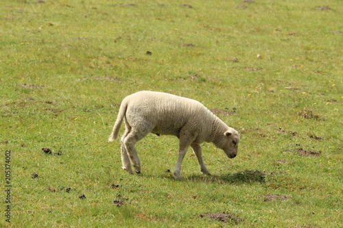Grazing Lamb