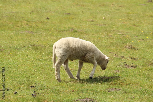 Grazing Lamb