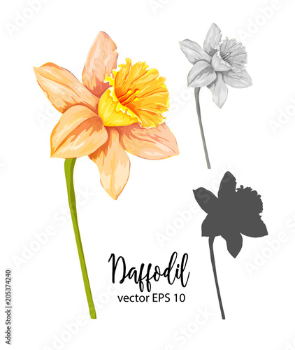 Fototapeta Naklejka Na Ścianę i Meble -  Vector daffodil, narcissus flower set