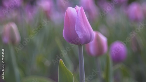 Pink tulips sway in the wind. Delicate background photo