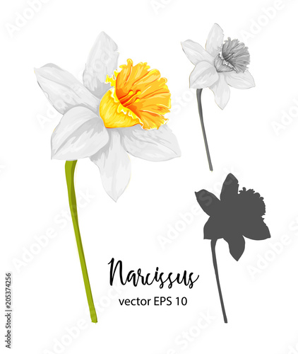 Fototapeta Naklejka Na Ścianę i Meble -  Vector daffodil, narcissus flower set