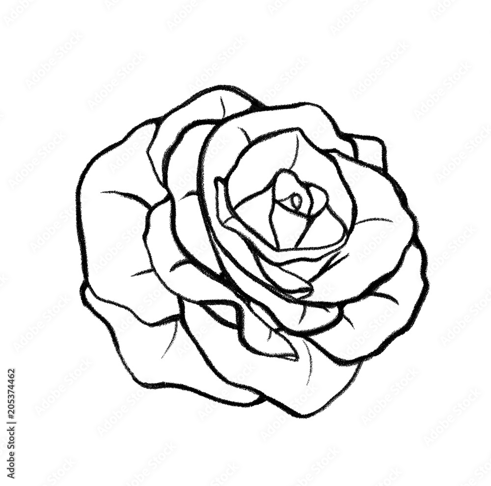 Hand drawn rose illustration. Outline drawing sketch for coloring. Hand drawn rose illustration. Outline drawing sketch for coloring.