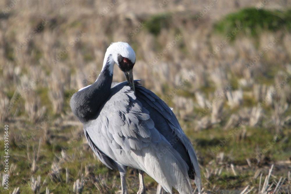 Obraz premium 鹿児島出水市のなべ鶴