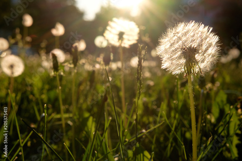 meadow of fluffballs in sunlight