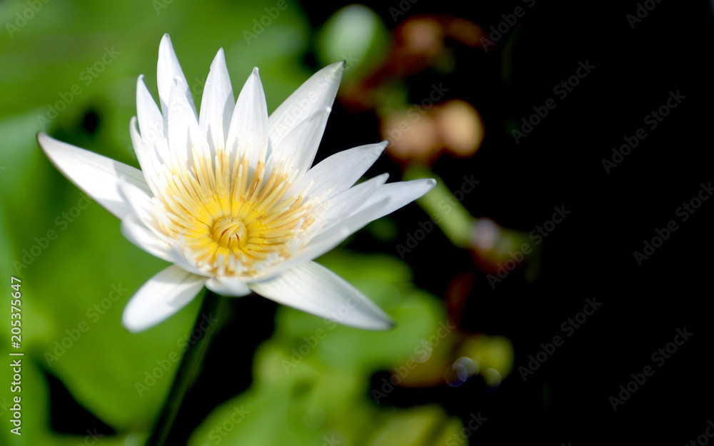 close up macro colorful lilly water, lotus on lake suface close up macro colorful lilly water, lotus on lake suface