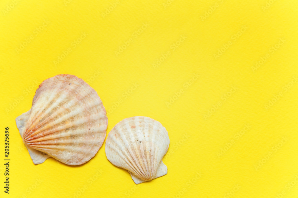 Tropical Background. Seashell on yellow colourful trendy modern fashion background. Vacation travel summer weekend sea adventure trip concept Tropical Background. Seashell on yellow colourful trendy modern fashion background. Vacation travel summer weekend sea adventure trip concept