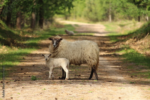 Sheep Blocking The Road