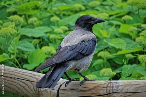 Corvo