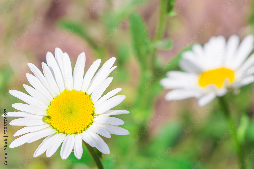 Obraz premium daisies in summer on a green background