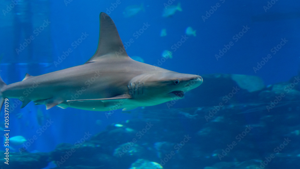 Obraz premium Isolated White spotted eagle ray fish- Red Sea Israel