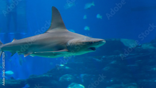 Isolated White spotted eagle ray fish- Red Sea Israel