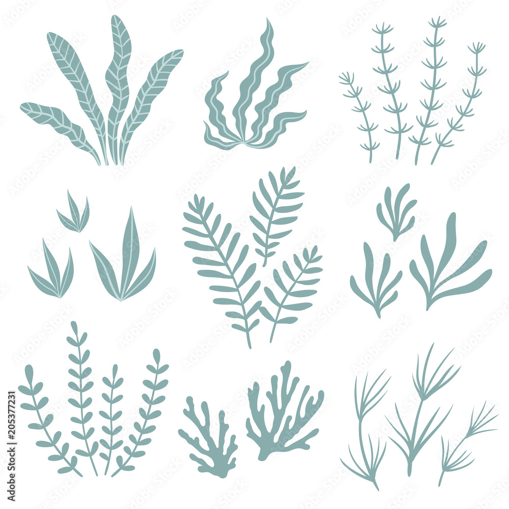 Set of seaweed. Vector illustration. Set of seaweed. Vector illustration.