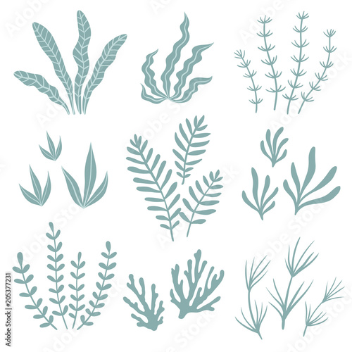 Set of seaweed. Vector illustration.