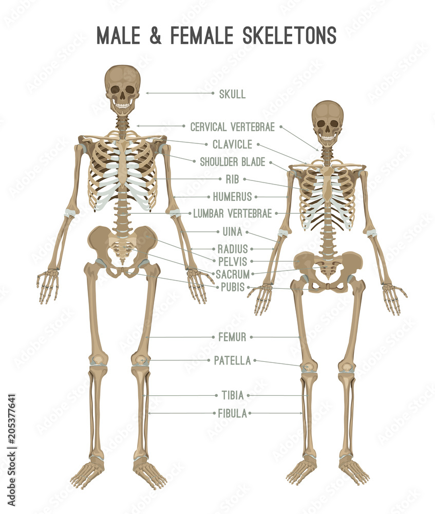 © Double Brain - Skeleton differences image