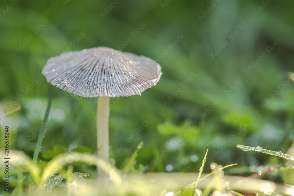 Water drops on mushrooms with bokeh. Water drops on mushrooms with bokeh.