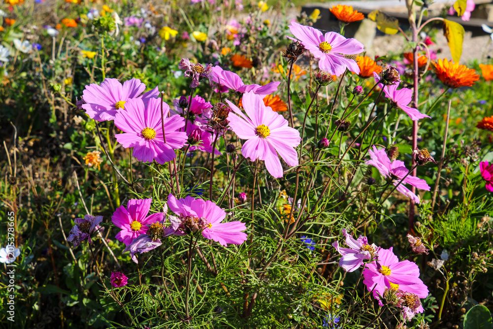 bunte Wildblumen