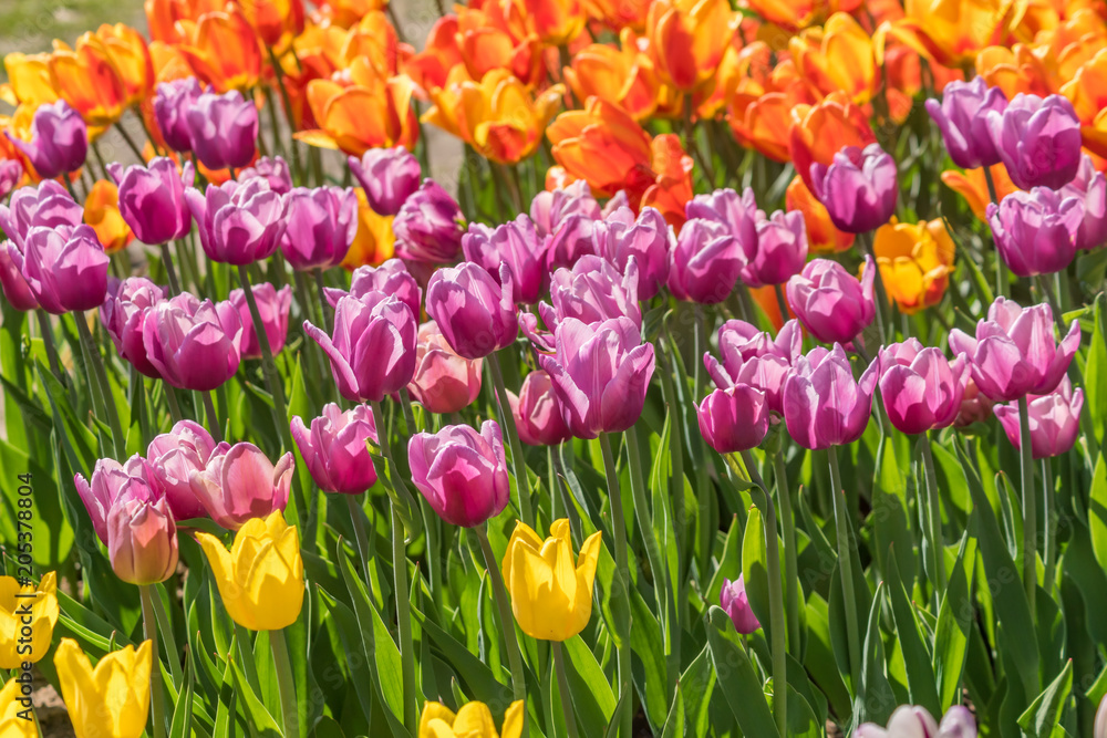 fresh colorful field of yellow, purple and orange tulips, floral background