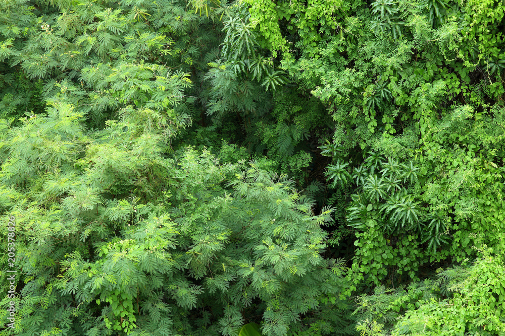 Green Leaves Pattern / Natural Pattern Background Green Leaves Pattern / Natural Pattern Background