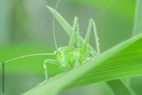 green grasshopper in the grass