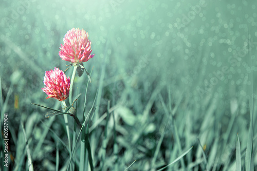 Clover flowers in grass isolated.